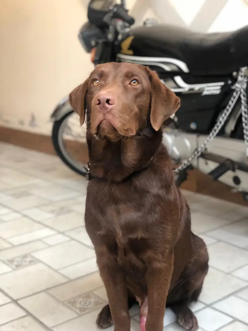 sweat Labrador colour brown and creamie last 2 puppies available male — photo 11