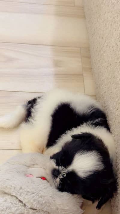 Shitzu puppy