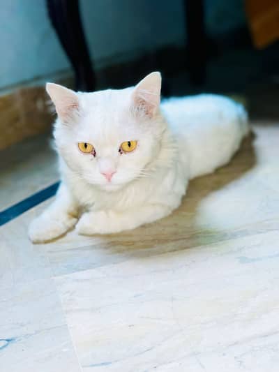 Beautiful Pure White Cat