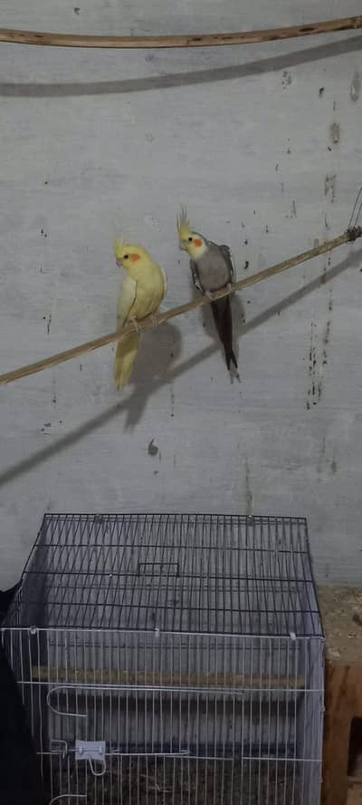 Cocktail Breeder Pair for sale