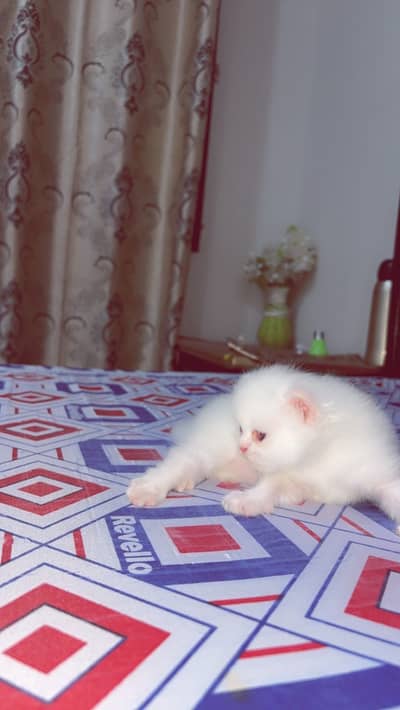 Kitten only For Cat Lovers