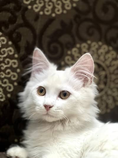 Persian Kitten