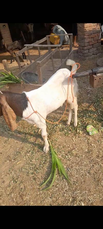 bkra for sale