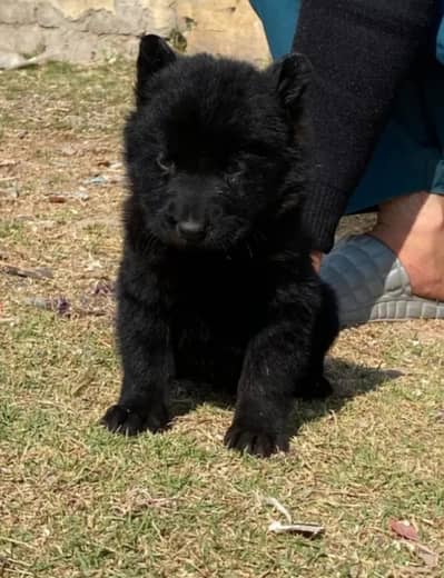 Black German Shepherd| Puppy | Double Coat puppies | Dog For Sale |GSD