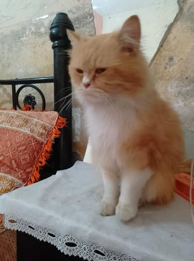 Persian