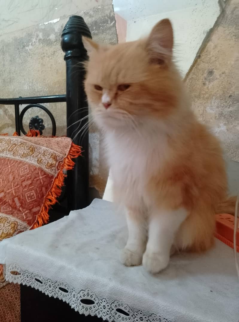 Persian 0