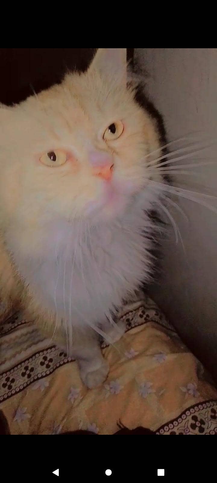 Persian 1