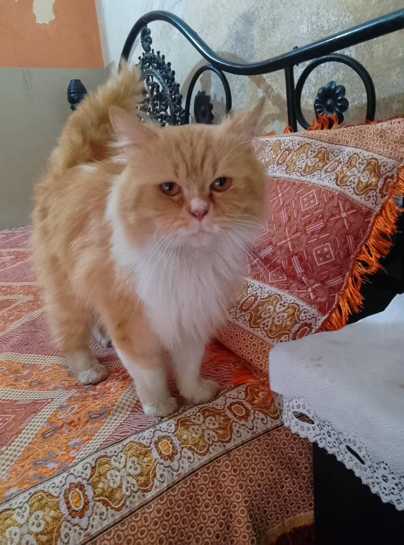 Persian 2
