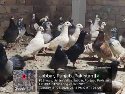 peigons available