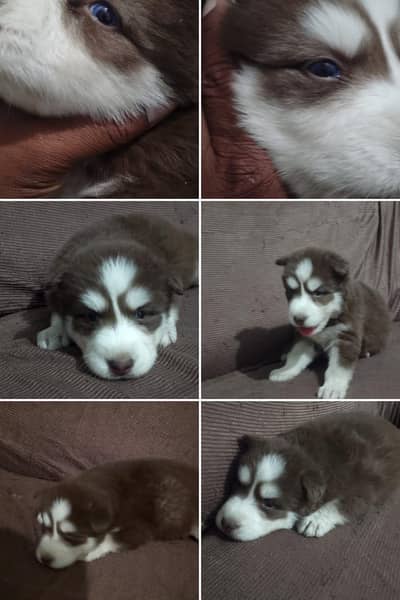 Siberian Husky