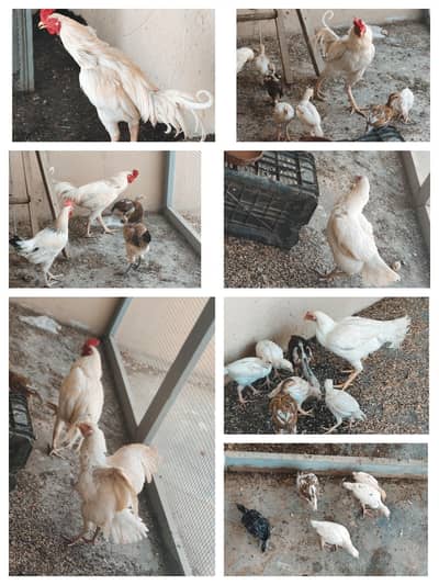 Heera Male 2 female 10 chicks