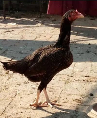 4 Breeder Pure  Aseel Female For sale
