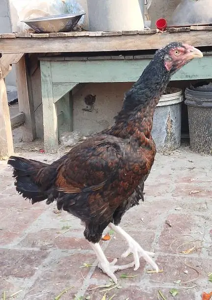 4 Breeder Pure  Aseel Female For sale — photo 4