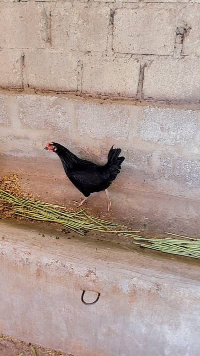 breeder female