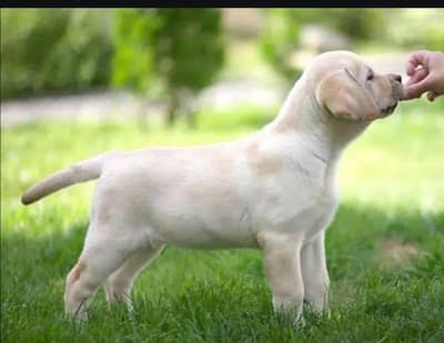 sweat Labrador colour brown and creamie last 2 puppies available male