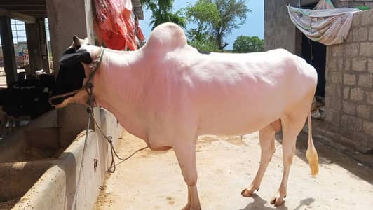 fatehjangi bull for qurbani