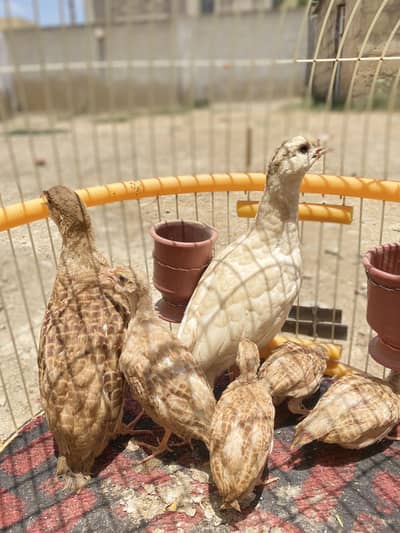 Irani teetar chicks for sale