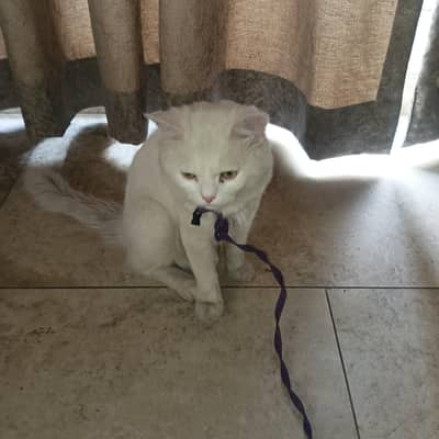 sale my parsian cats