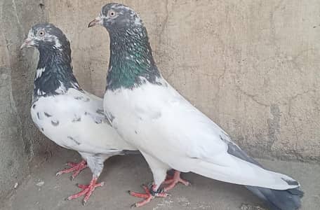 Teddy Pigeons