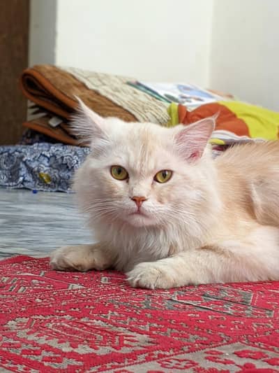 Persian Male Triple Coated Golden