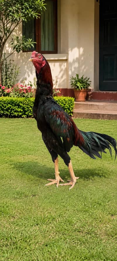 black lakha aseell patha urgent sale
