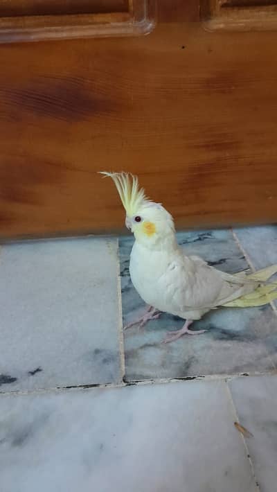 White Cocktail