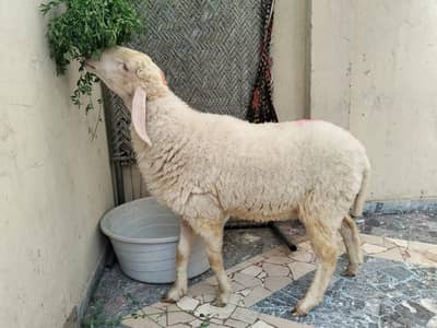 Chatra for sale