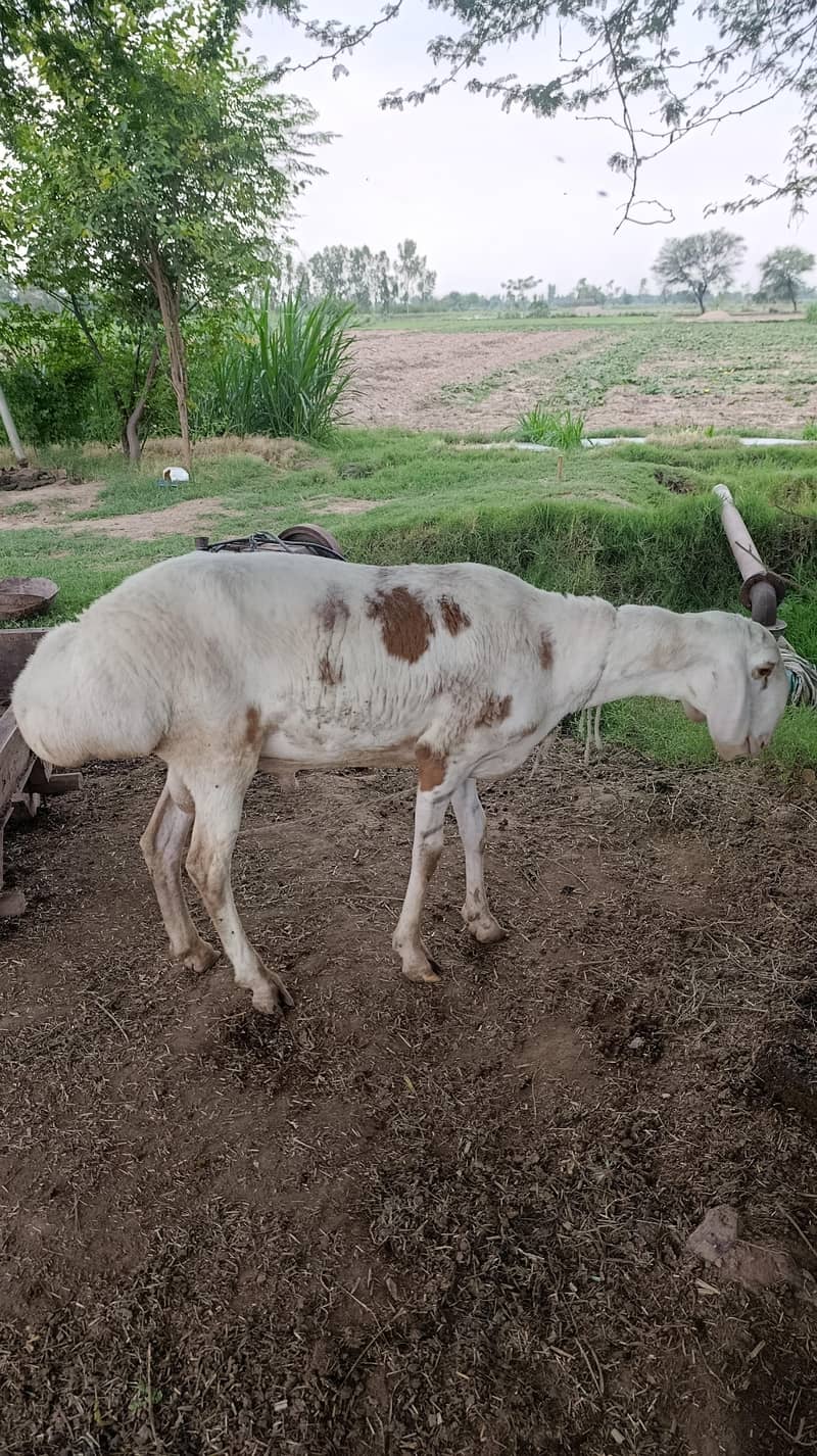 دنبہ ۔ 5