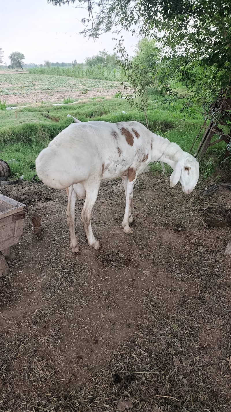 دنبہ ۔ 6