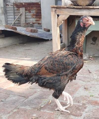 Minawali Breeder Female For sale Good Quality
