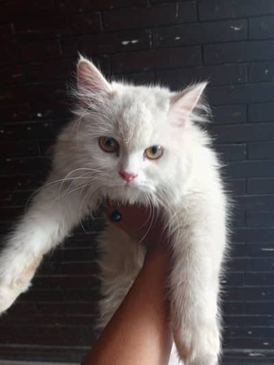 healthy male cat  contect number 0,3,2,6,7,6,3,4,5,4,7