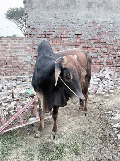 Khere Behra