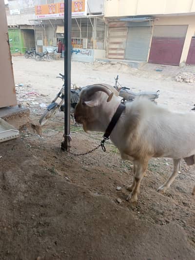 qurbani bakra