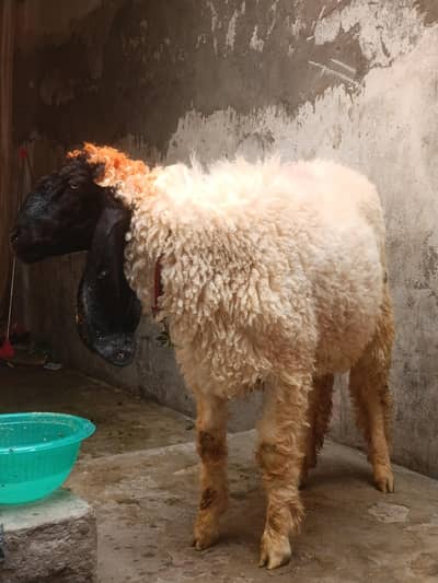 chatra lohi nasal