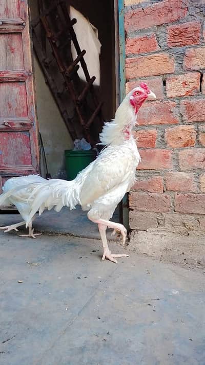 Heera