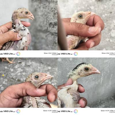 pure Aseel breed 7 pcs