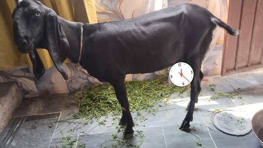 Bakri desi mashallah healthy Qurbani K liye bill kull good