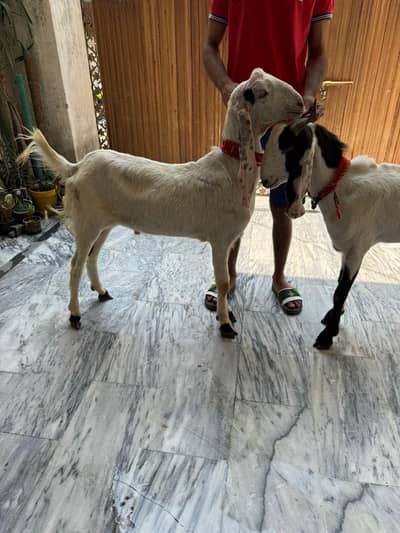 Qurbani k liye active bakray