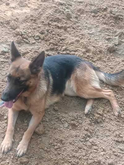 German shepherd female for sale