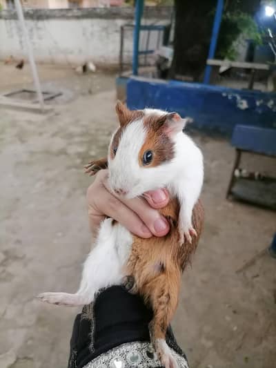 Guinea pigs