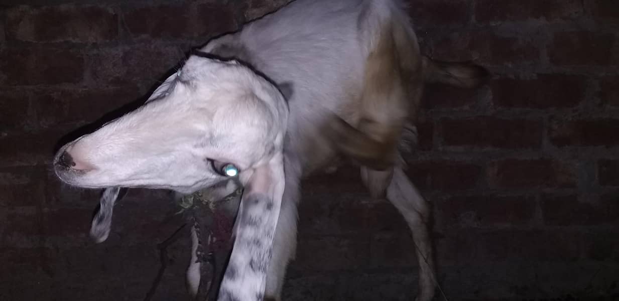desi bakra 0