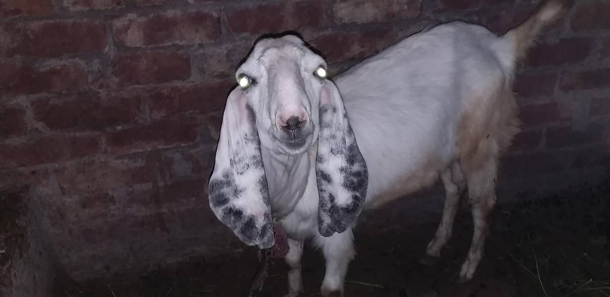 desi bakra 1