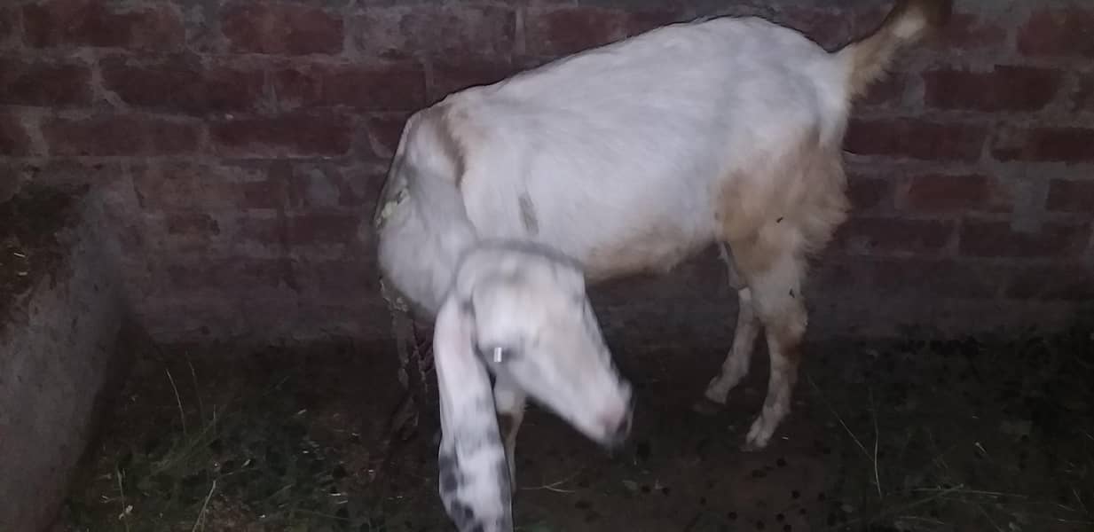 desi bakra 2