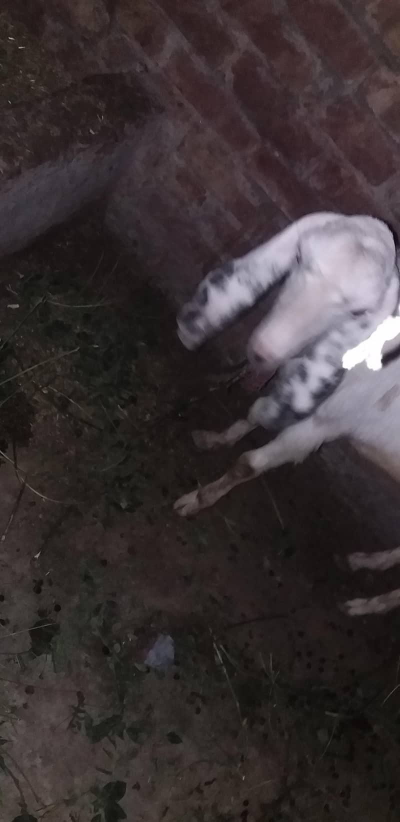 desi bakra 3