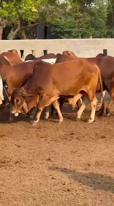 Bull | Bachra | Wacha | Desi bachre | Qurbani ka janwar |Qurbani 2026