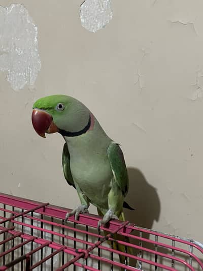 RAW PARROT TALKING