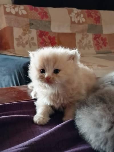 Persian kitten