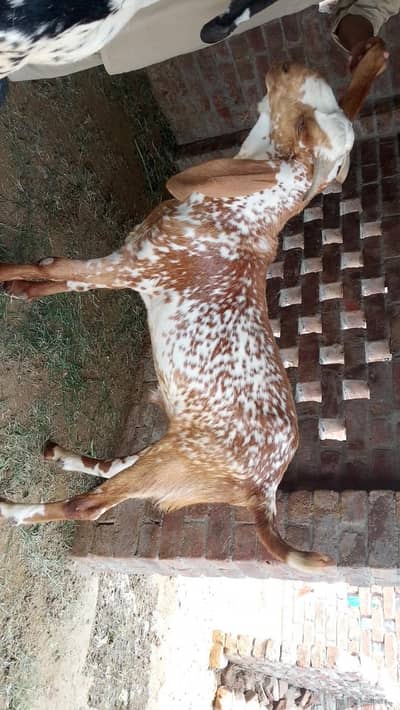 Qurbani k Liye Mal 03008099119