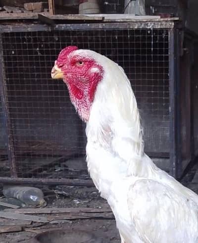 white Shamoo Breeder Male for sale