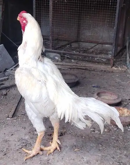 white Shamoo Breeder Male for sale — photo 4